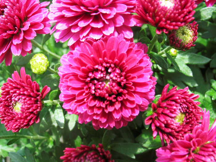 Krysantemum Ø17-19 cm  